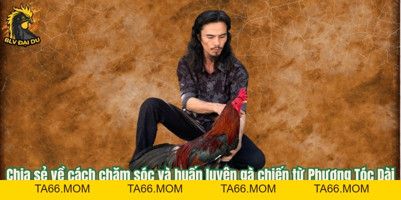 Phương Tóc Dài - Lão Làng Cự Phách Giới Cựa Sắt Thomo - ta66