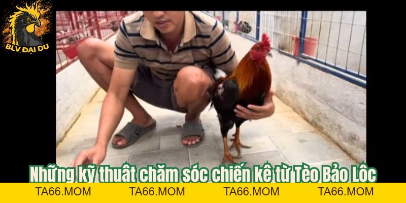 Tèo Bảo Lộc - Sư Kê Khét Tiếng - ta66