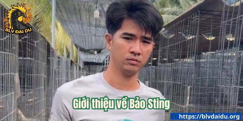 Bảo Sting - Ông Trùm Wala - ta66