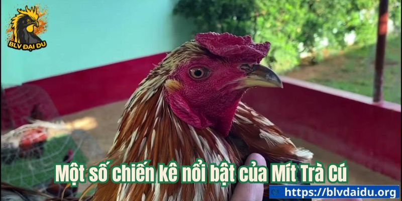 Mít Trà Cú - Tên Tuổi Lừng Lẫy Trong Làng Đá Gà - ta66
