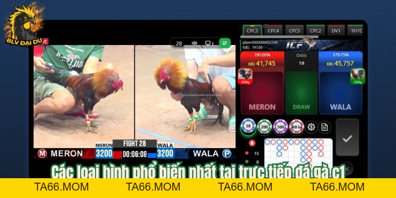 Trực Tiếp Đá Gà C1 - Cùng BLV Đại Du Khám Phá Bồ Gà Lớn Nhất Hiện Nay - ta66