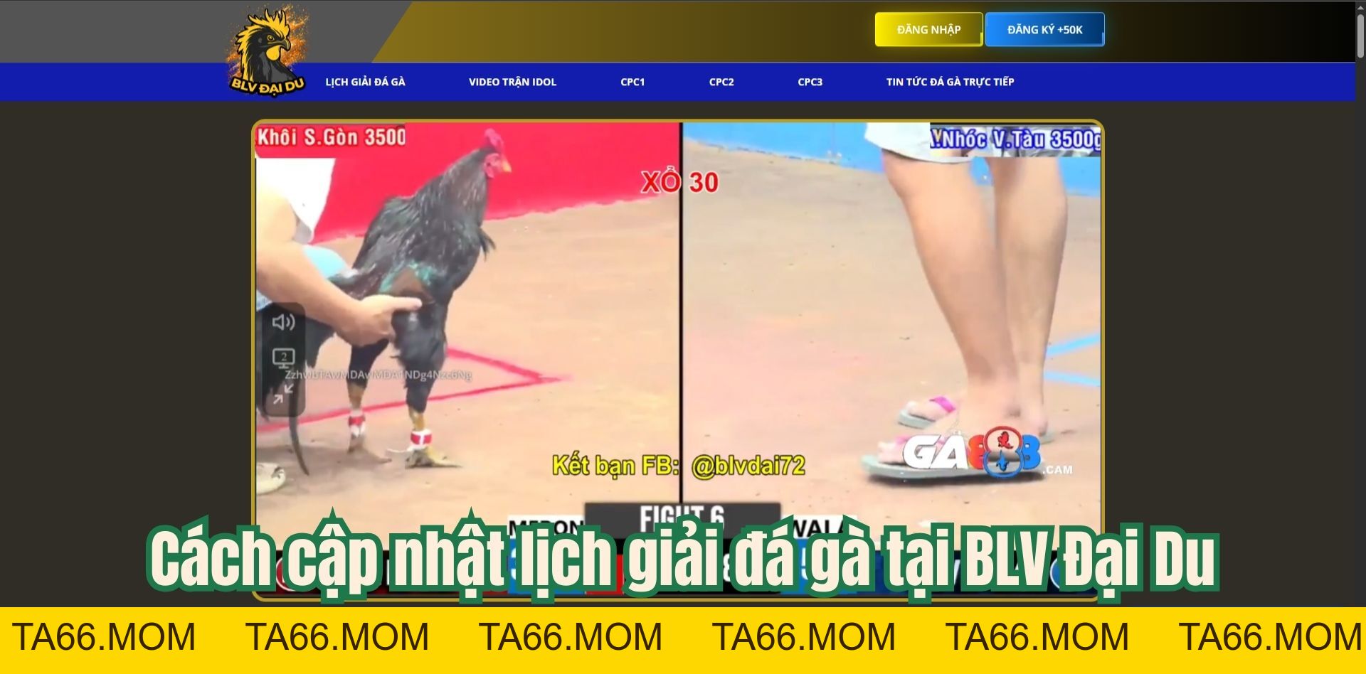 Lịch Giải Đá Gà Tại Website BLV Đại Du - Cập Nhật Nhanh Chóng Và Đầy Đủ - ta66
