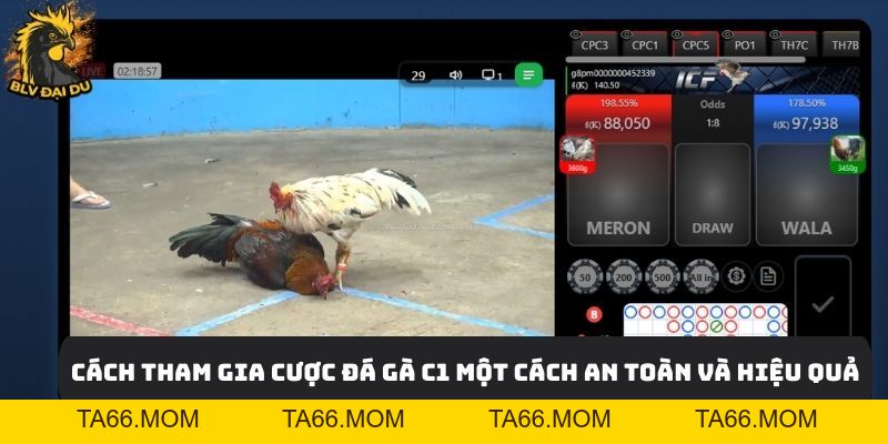 Trực Tiếp Đá Gà C1 - Cùng BLV Đại Du Khám Phá Bồ Gà Lớn Nhất Hiện Nay - ta66