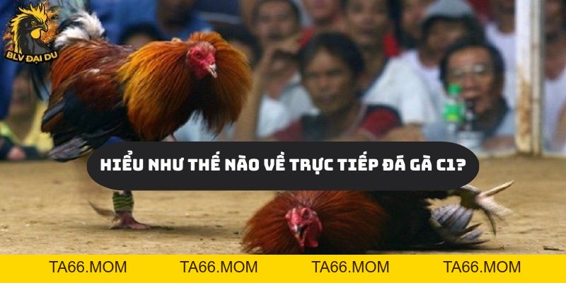 Trực Tiếp Đá Gà C1 - Cùng BLV Đại Du Khám Phá Bồ Gà Lớn Nhất Hiện Nay - ta66