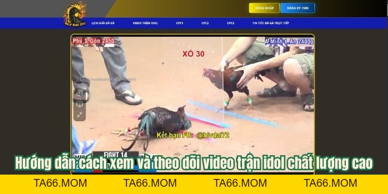 Video Trận Idol - Tổng Hợp Các Trận Đá Gà Đỉnh Cao Cùng BLV Đại Du - ta66