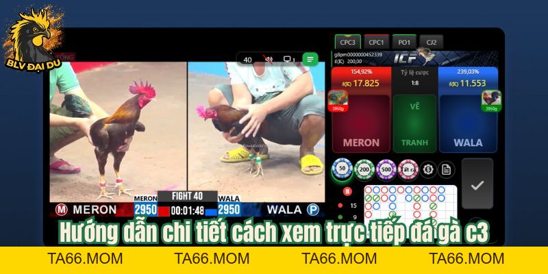 Tìm Hiểu Hình Thức Trực Tiếp Đá Gà C3 Tại Trang Web Của BLV Đại Du - ta66