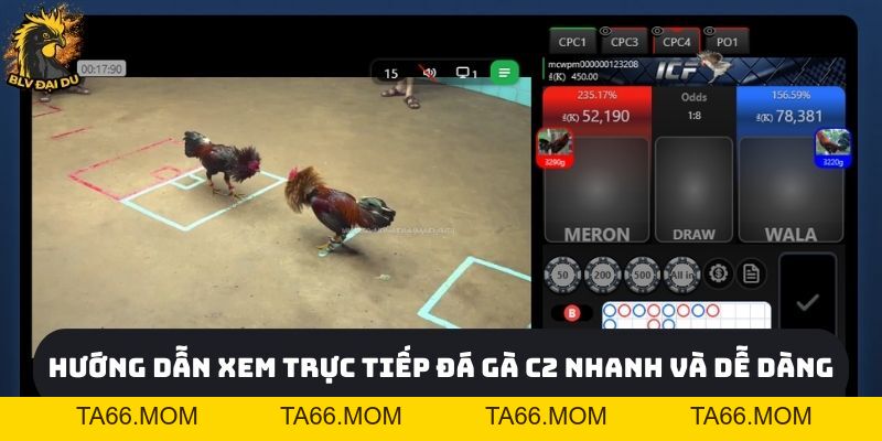 Trực Tiếp Đá Gà C2 Tại Website của BLV Đại Du - Kịch Tính Và Hấp Dẫn - ta66