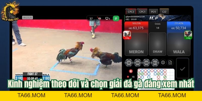 Lịch Giải Đá Gà Tại Website BLV Đại Du - Cập Nhật Nhanh Chóng Và Đầy Đủ - ta66
