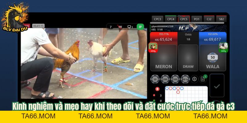 Tìm Hiểu Hình Thức Trực Tiếp Đá Gà C3 Tại Trang Web Của BLV Đại Du - ta66