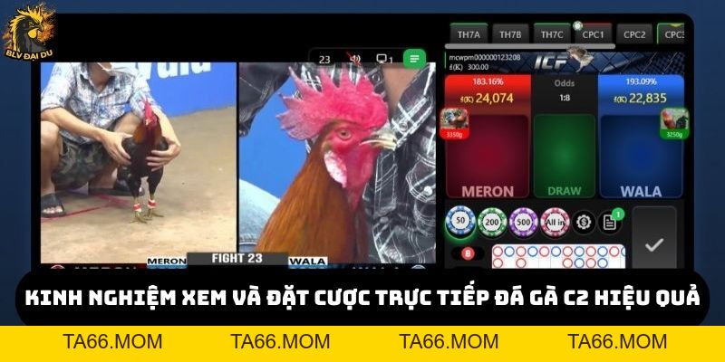 Trực Tiếp Đá Gà C2 Tại Website của BLV Đại Du - Kịch Tính Và Hấp Dẫn - ta66