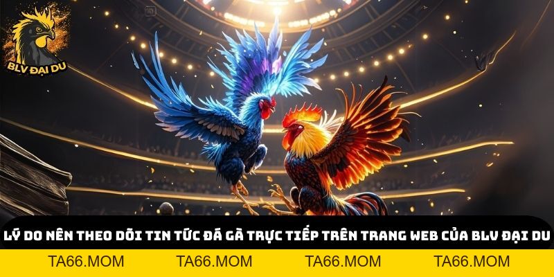Tin Tức Đá Gà Trực Tiếp Độc Quyền Chỉ Có Tại Trang Web Của BLV Đại Du - ta66