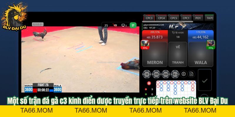 Tìm Hiểu Hình Thức Trực Tiếp Đá Gà C3 Tại Trang Web Của BLV Đại Du - ta66