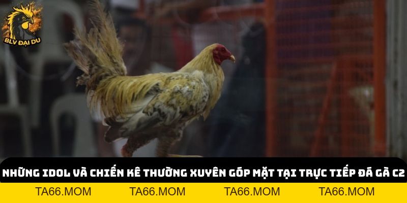 Trực Tiếp Đá Gà C2 Tại Website của BLV Đại Du - Kịch Tính Và Hấp Dẫn - ta66