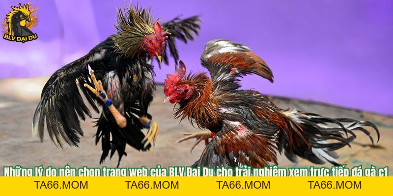 Trực Tiếp Đá Gà C1 - Cùng BLV Đại Du Khám Phá Bồ Gà Lớn Nhất Hiện Nay - ta66