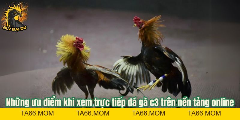 Tìm Hiểu Hình Thức Trực Tiếp Đá Gà C3 Tại Trang Web Của BLV Đại Du - ta66
