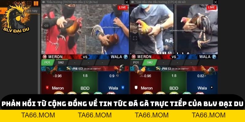 Tin Tức Đá Gà Trực Tiếp Độc Quyền Chỉ Có Tại Trang Web Của BLV Đại Du - ta66