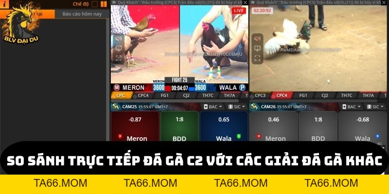 Trực Tiếp Đá Gà C2 Tại Website của BLV Đại Du - Kịch Tính Và Hấp Dẫn - ta66
