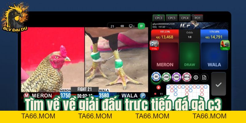 Tìm Hiểu Hình Thức Trực Tiếp Đá Gà C3 Tại Trang Web Của BLV Đại Du - ta66