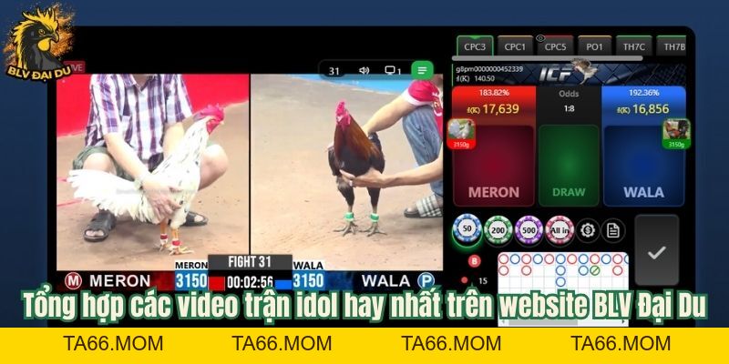 Video Trận Idol - Tổng Hợp Các Trận Đá Gà Đỉnh Cao Cùng BLV Đại Du - ta66