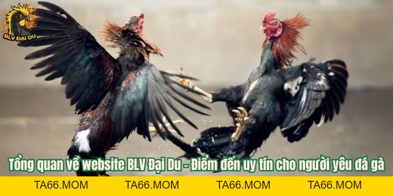 Lịch Giải Đá Gà Tại Website BLV Đại Du - Cập Nhật Nhanh Chóng Và Đầy Đủ - ta66