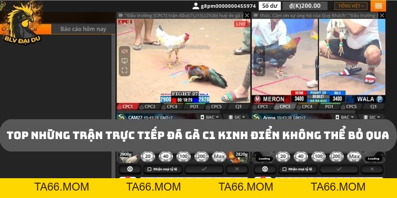 Trực Tiếp Đá Gà C1 - Cùng BLV Đại Du Khám Phá Bồ Gà Lớn Nhất Hiện Nay - ta66