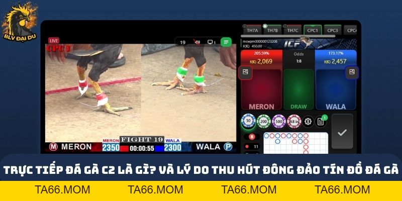 Trực Tiếp Đá Gà C2 Tại Website của BLV Đại Du - Kịch Tính Và Hấp Dẫn - ta66