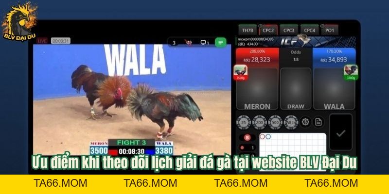 Lịch Giải Đá Gà Tại Website BLV Đại Du - Cập Nhật Nhanh Chóng Và Đầy Đủ - ta66