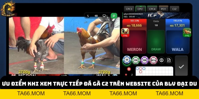 Trực Tiếp Đá Gà C2 Tại Website của BLV Đại Du - Kịch Tính Và Hấp Dẫn - ta66