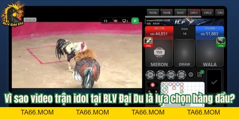 Video Trận Idol - Tổng Hợp Các Trận Đá Gà Đỉnh Cao Cùng BLV Đại Du - ta66