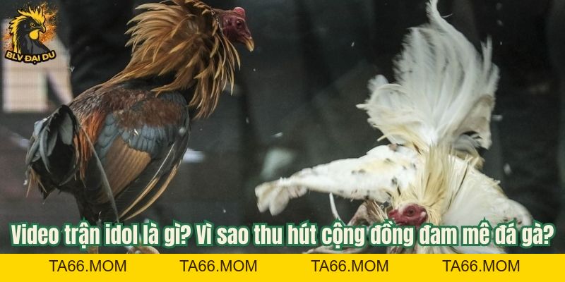 Video Trận Idol - Tổng Hợp Các Trận Đá Gà Đỉnh Cao Cùng BLV Đại Du - ta66